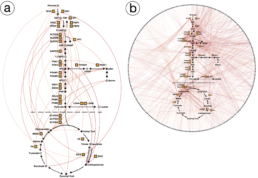 Two visualizations of metabolic networks